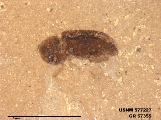 Insecta