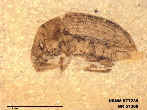 Insecta