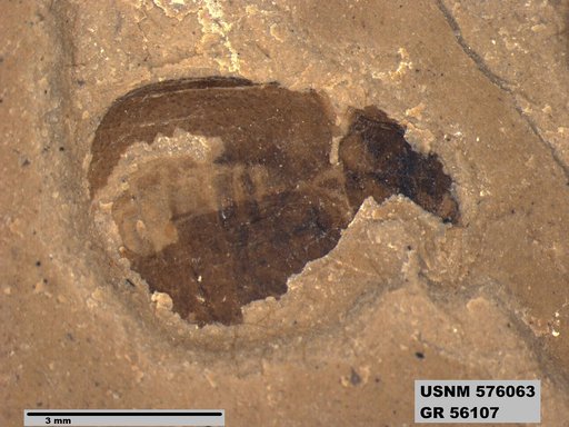 Insecta