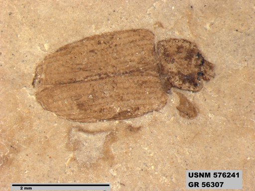 Insecta