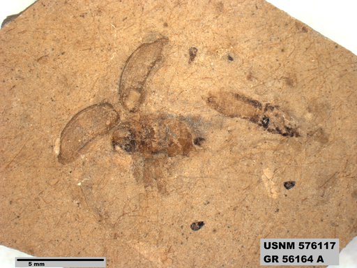 Genus sp