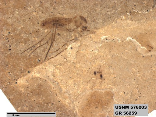 Insecta