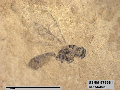 Insecta