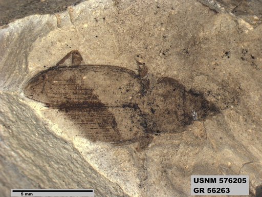 Insecta