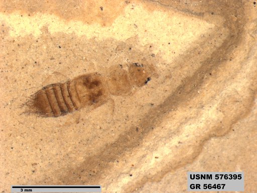 Insecta