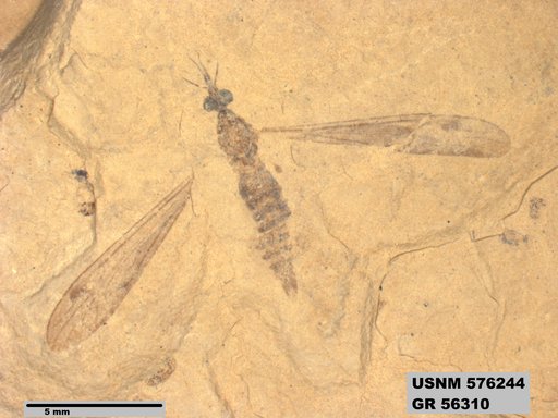 Insecta