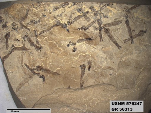Insecta