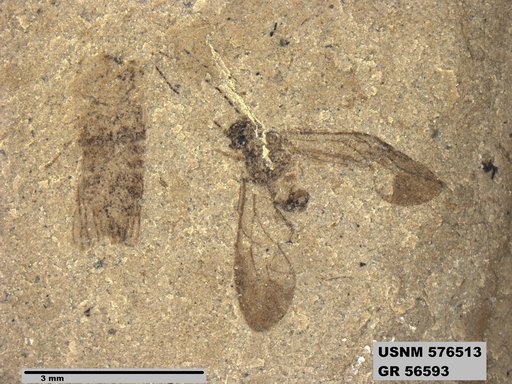 Genus sp