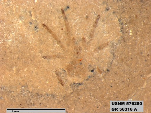 Genus sp