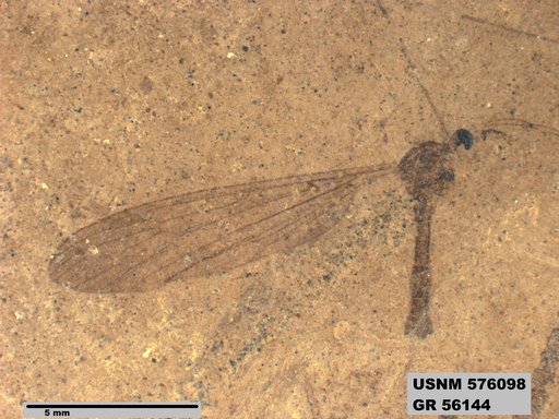 Insecta
