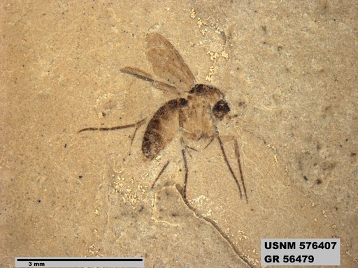 Insecta