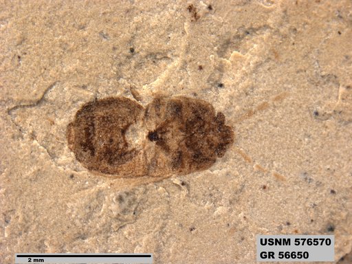 Genus sp