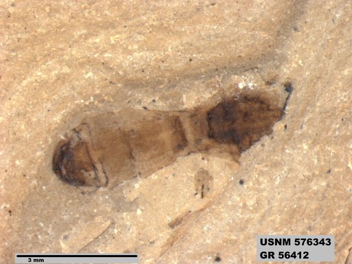 Insecta