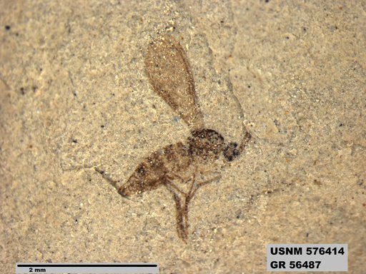 Insecta