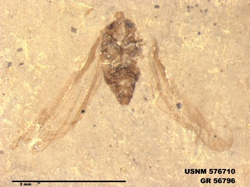 Genus sp