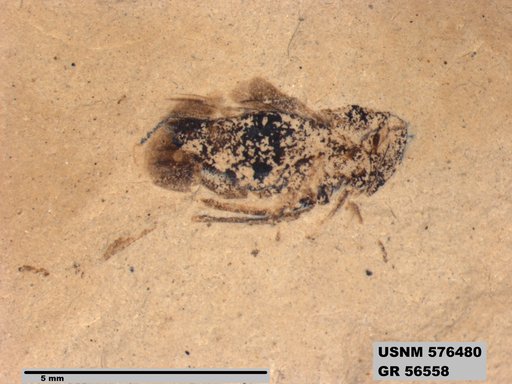 Genus sp