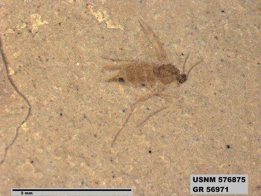 Insecta