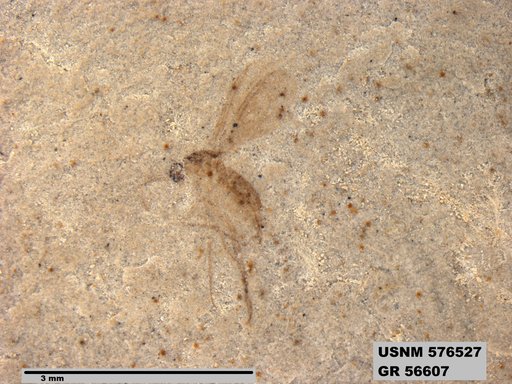 Insecta