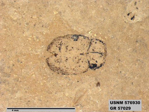 Insecta