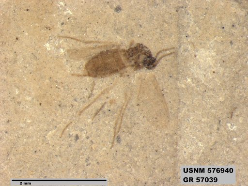 Insecta