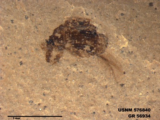 Insecta