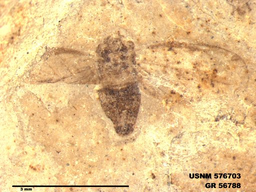 Genus sp