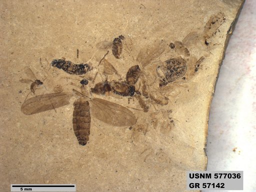 Insecta
