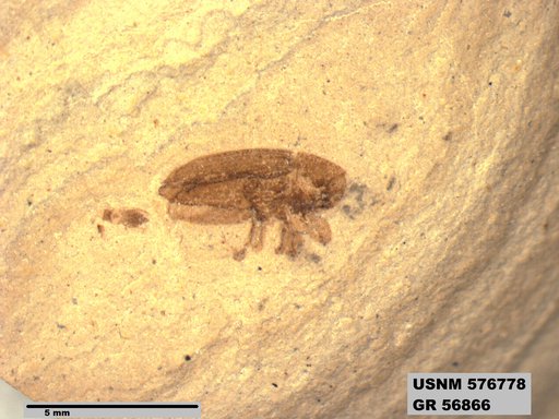 Insecta