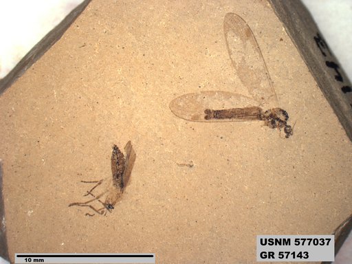 Insecta