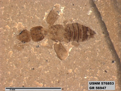 Insecta