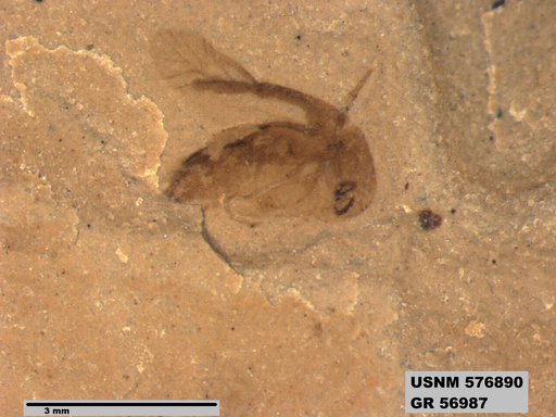 Insecta