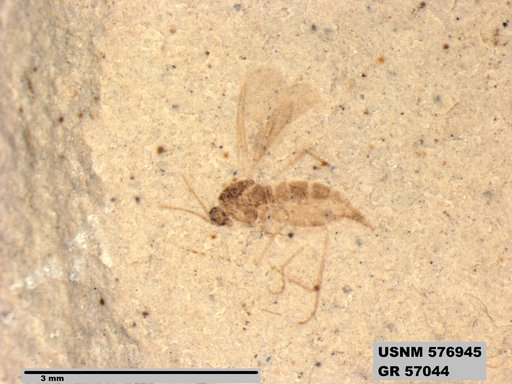 Insecta