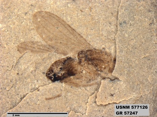 Insecta