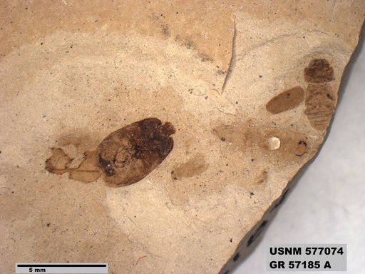 Genus sp