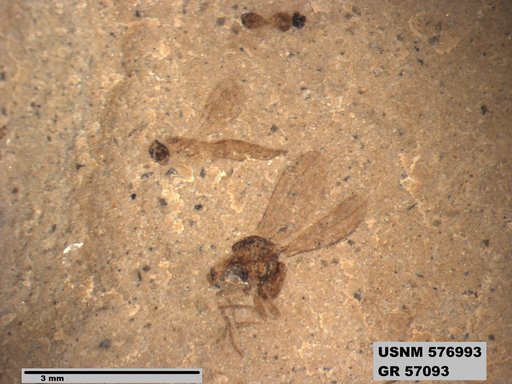 Insecta
