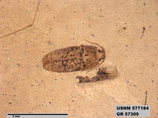 Insecta