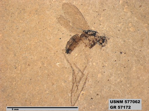 Insecta
