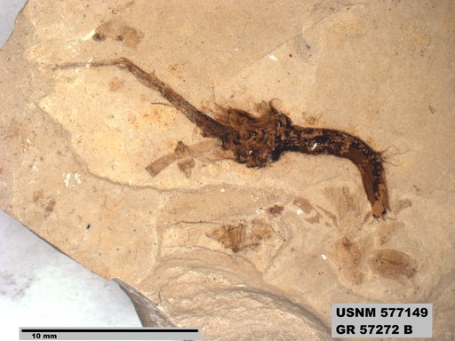 Genus sp