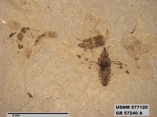 Genus sp