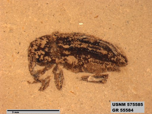 Genus sp