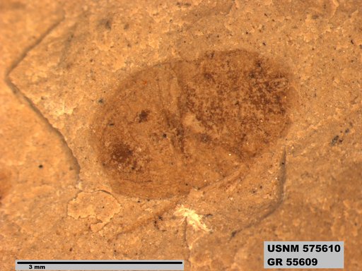 Insecta