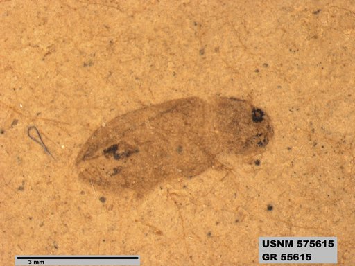 Genus sp