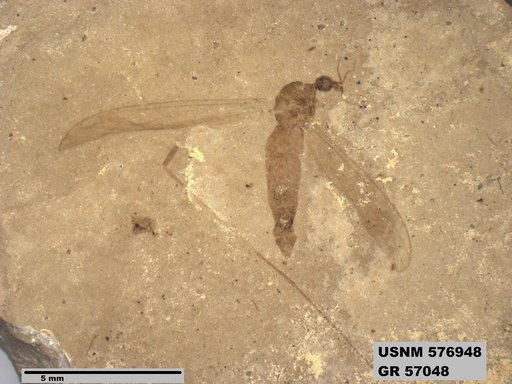 Insecta