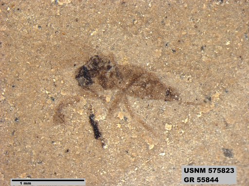 Insecta