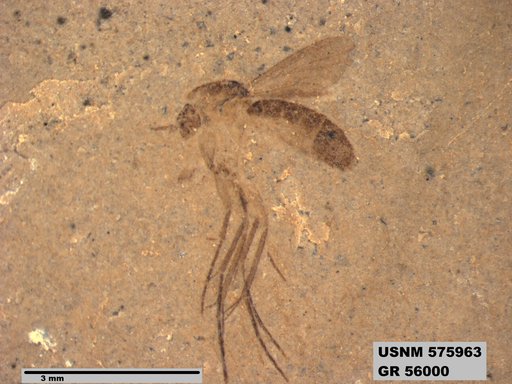 Insecta