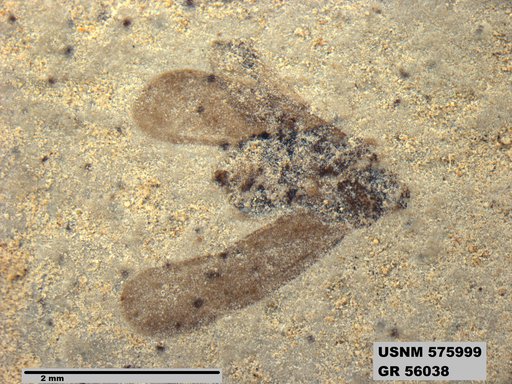 Genus sp
