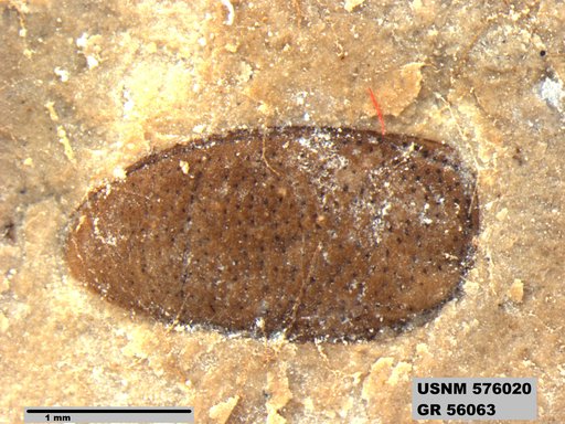 Insecta