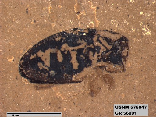 Insecta