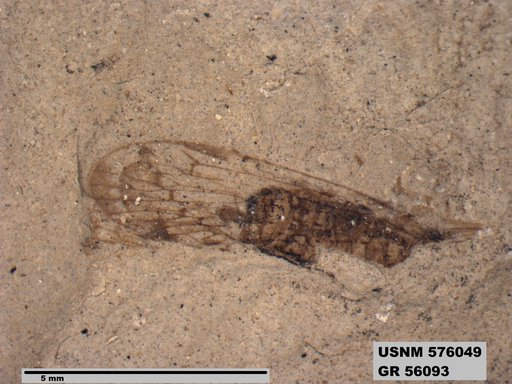 Genus sp
