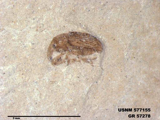 Insecta